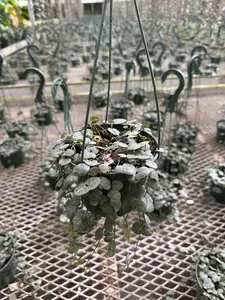 String of Hearts in 5" Hanging Basket – Ceropegia woodii – Trailing Succulent Houseplant – Easy Care Live Indoor Plant – Air Purifying & Low Maintenance Hanging Plant