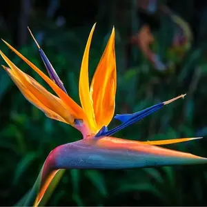 Orange Bird of Paradise Flower Seeds - 5 Seeds to Grow - Great Indoor Tropical Plant or Bonsai - Strelitzia Reginae