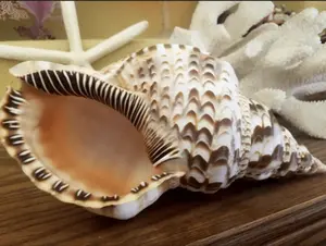 Triton Trumpet Charonia Variegata Display Shell
