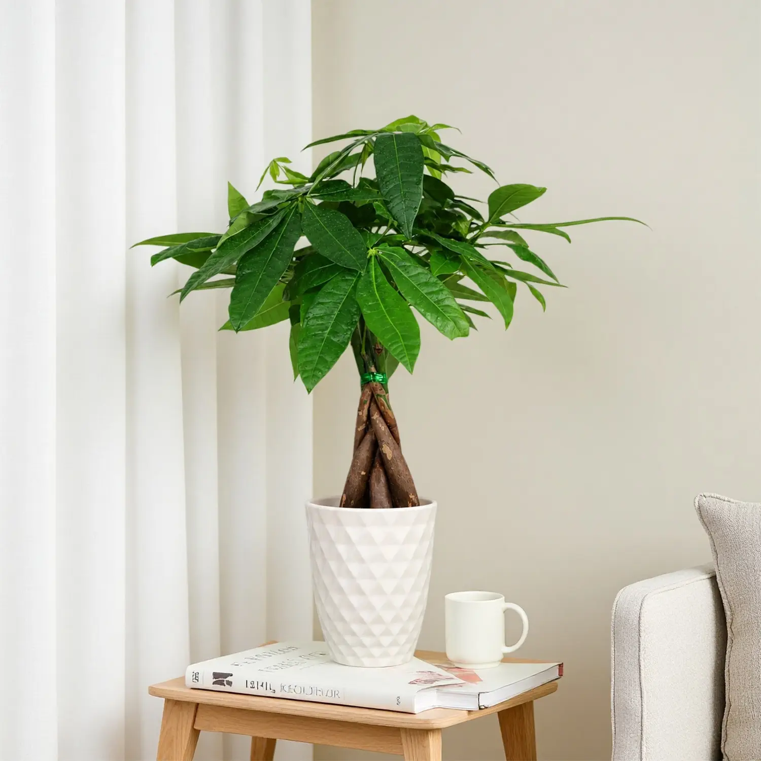 Money tree in a 5-inch off-white pot with a diamond pattern.
