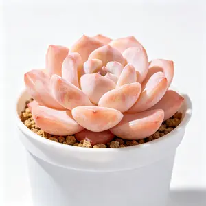 Potted Thick Leaf Tile Xiemu "Apricot Beauty" - with pot and soil, soft pink variegated markings