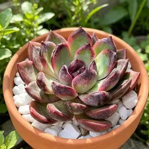 Rare Echeveria ‘SHUTING’  Vibrant Succulent Plant, Easy Care, Bare Root, Aesthetic Desk Decor, Perfect Gift Idea