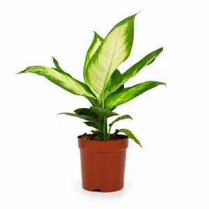 RZ-22 Dieffenbachia Camille Live Indoor Plant in 4 Inch Pot, Tropical Foliage Houseplant with Cream and Green Leaves, Decorative Plant for Home Office Desk Shelf Decor