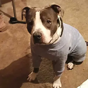 Cute Paw Print Pet Jumpsuit, Soft & Comfortable Pet Clothes for Medium & Large Dogs, Pet Recovery Suit for Labrador, Rottweiler & Beagle