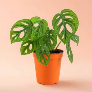 Monstera Adansonii - Indoor Live Plant, Rare Swish Cheese Monstera, Air Purifying, Bright Light, Trailing Growth Houseplant