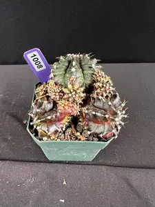 Gymnocalycium Mihanovichii  "T-Rex Cluster" Cactus