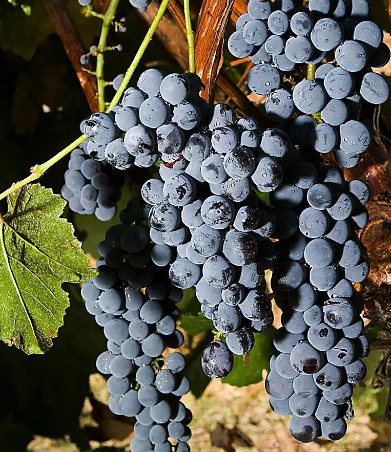 Thomcord Grape Vine (Seedless)