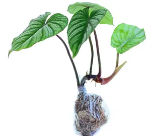 Philodendron mamei cf