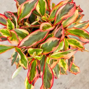 Peperomia Clusifolia in 2” Pot Live Houseplants