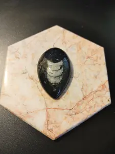 Polished 40x26mm Orthoceras Fossil Cabochon/Specimen