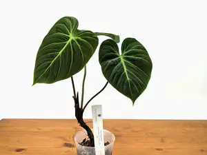 Philodendron El Choco Red rubrijuvenile - 4 inch pot