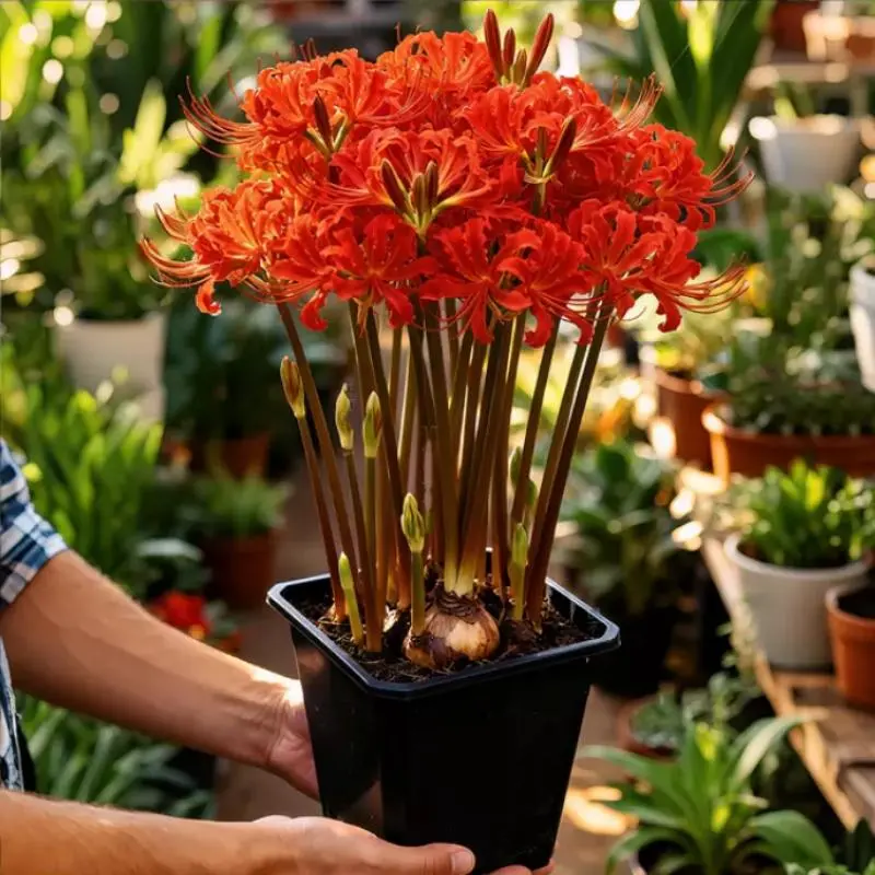Red Spider Lily Bulbs Lycoris Radiata Hurricane Lily Novice Friendly Perennial Fall Bloom Garden Flowers