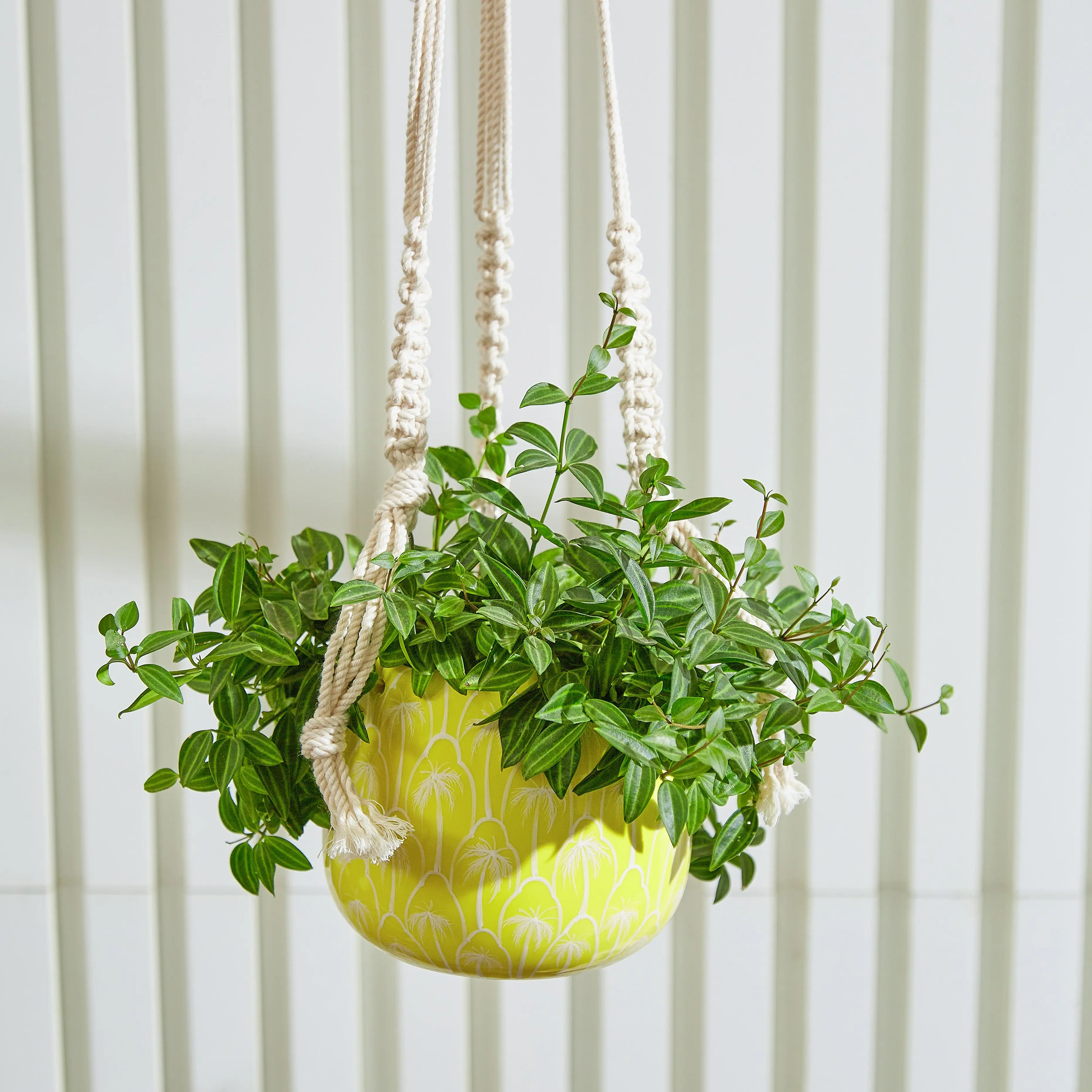 CocoBreeze Hanging Planter with Macrame Plant Hanger