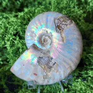 Opalized Ammonite Fossil-fossilized sea creature