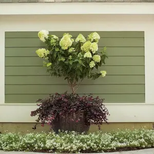 Limelight Hydrangea Tree