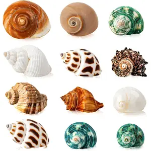 12PCS Hermit Crab Shells | Natural Sea Conch Size 1.6"-3.2" | Growth Turbo for Small to Medium and Large Crabs, Saltwater Hermit Crab Supplies and Sea Shell for Beach Decor