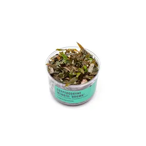 Cryptocoryne Wendtii Brown UNS Tissue Culture
