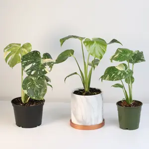 Monstera Thai Constellation