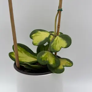 Inner Variegated Hoya Kerrii Bamboo Hoop 6" Pot Pet Safe House Plant for Indoor Home Decor Unique Leaves Easy Care Beginner Friendly