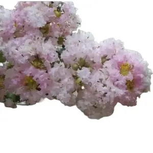 Green River 20 Pale Pink Crape Myrtle Seeds - Crape Myrtle Tree Flower Seed Pack, Soft Pastel Blooms, Perennial Garden Accent, Charming Outdoor Display