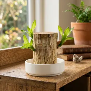 Lucky Brazilian Wood Hydroponic Growing Kit - Unbudded Tree, Mystery Doll, Decorative Plate, Mini Size Indoor Plants, Cute & Aesthetic Office Decor, High-Temperature Resistant Easy-Care Desk Ornament for Home Office Fengshui Good Luck