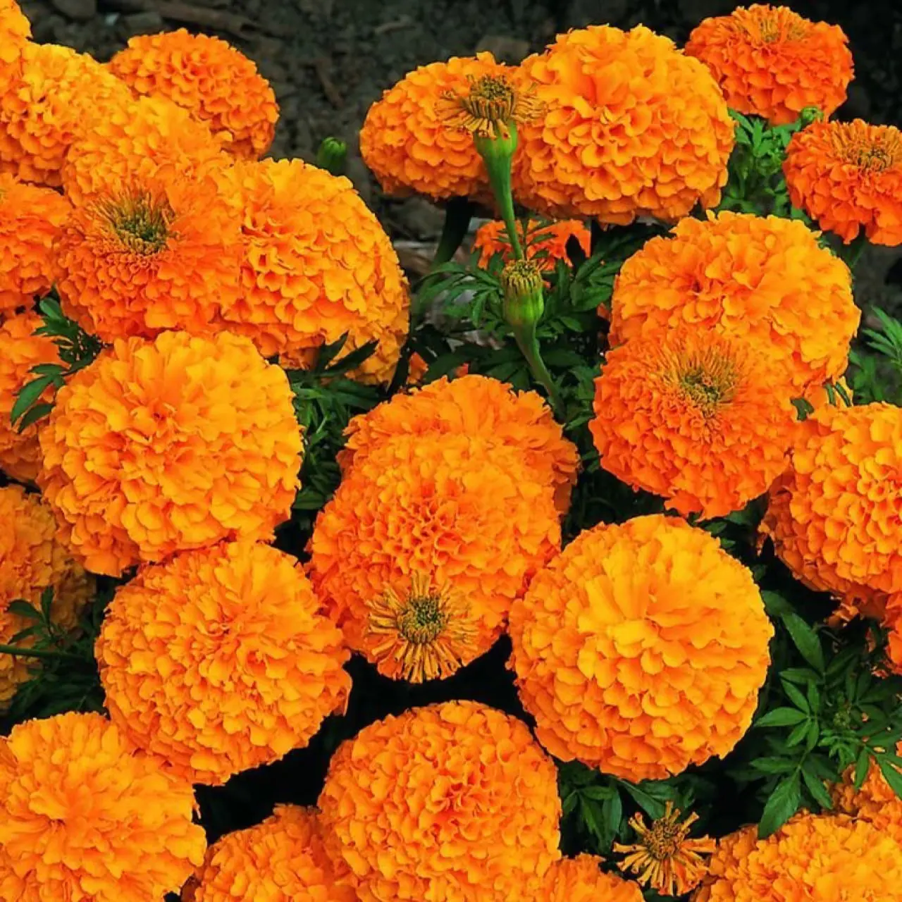 500+ Mixed Marigold Seeds for Planting Outdoors Non-GMO , Compact, Heat & Drought Tolerant Flower Seeds