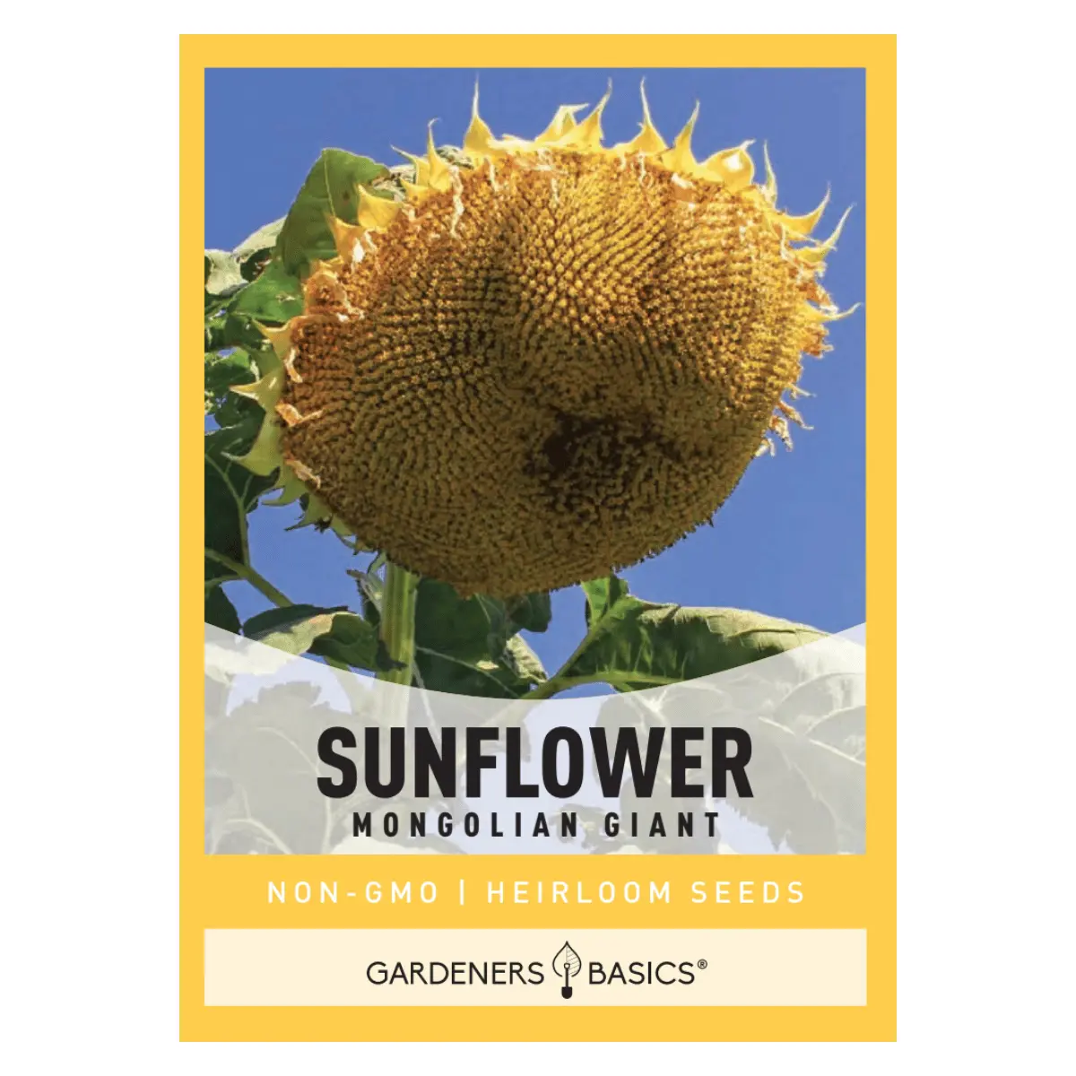 Mongolian Giant Sunflower Seeds sunflower seed
