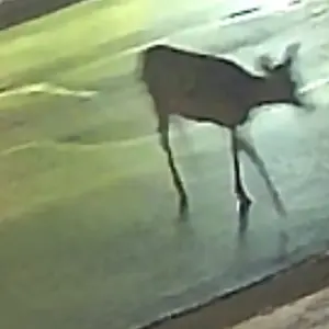 Product Review of Luna Window Camera for Home - 2K 2.4GHz Wifi, Indoor Glass-Mount Security Camera, Stick-On No-Drill Install, Clear Window View for Outdoor Monitoring, Color Night Vision Through Glass, Smart AI Motion Detection, Easy Setup for Home & Apartment from s**e