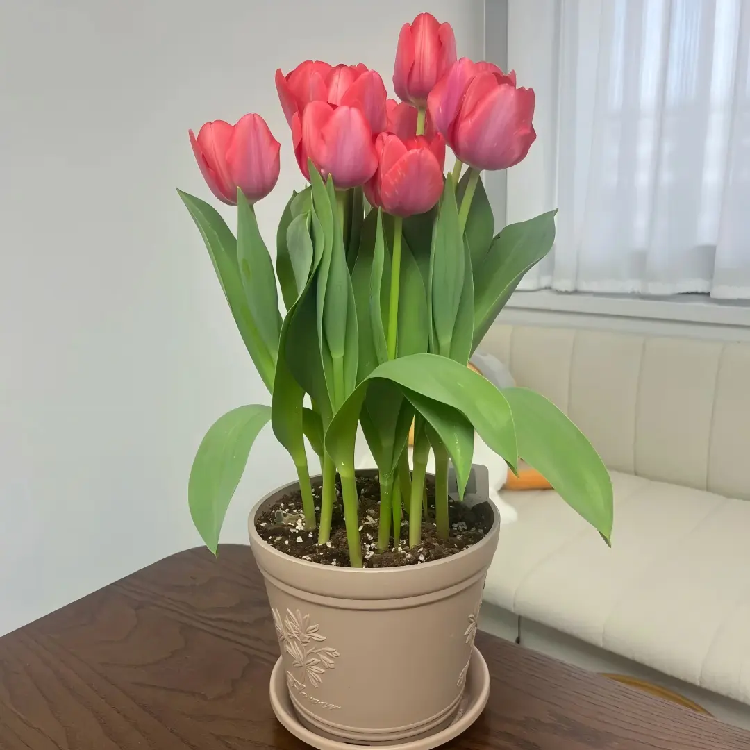 (Tulipa gesneriana) Fresh Sprouted Tulipa Gesneriana Tulip Bulbs Long Lasting Cut Flower For Home Landscaping backyard space