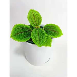 Pilea 'Moon Valley' - 4" Pot