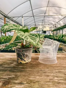 6” Clear Grow Pots (3 pack)