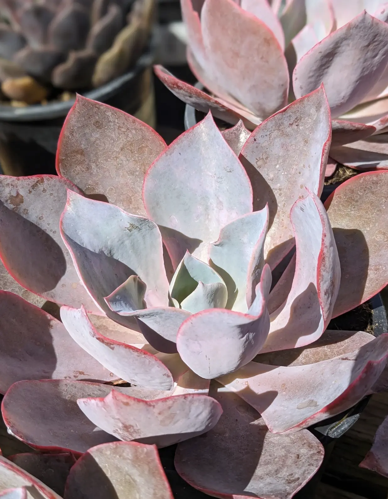 Echeveria Afterglow, Pink Purple Succulent, Colorful Succulent
