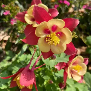 1000 Yellow & Red Columbine Flower Seeds – Striking Bicolor Blooms for Shade Gardens & Pollinators