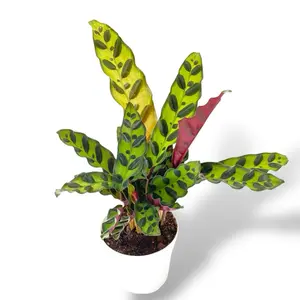 Calathea Rattlesnake, Prayer Plant, Live Plant, 4 inch Pot, Pet Friendly