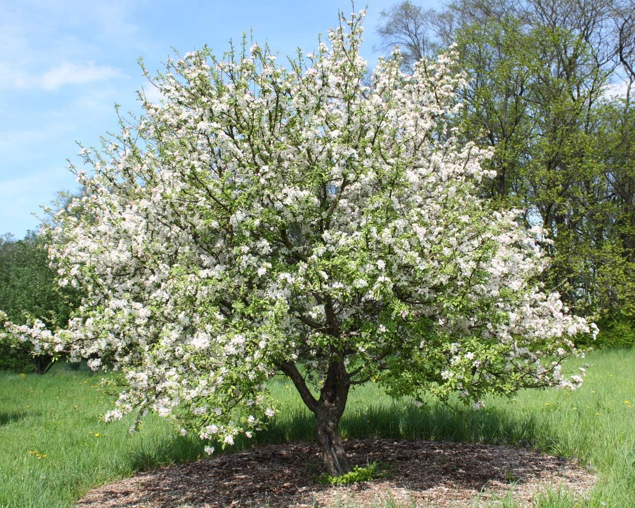 European French Crabapple Tree Seeds (Malus sylvestris) – 20 Non GMO Seeds, by Isla’s Garden Seeds, Hardy Cold-Climate Tree for Wildlife, Pollinator Gardens, Craft Cider & Homestead Planting