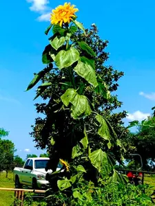 Mongolian Giant Tall Sunflower Seeds for Planting
