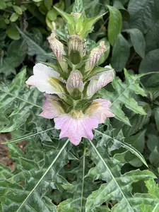 LIVE PLANT 3ft Acanthus montanus - Mountain Thistle - Alligator plant - Bear's breech