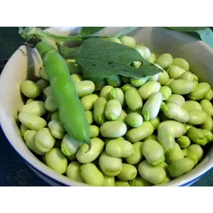 Broad Bean (Vicia faba) small Seed ,Fava beans !