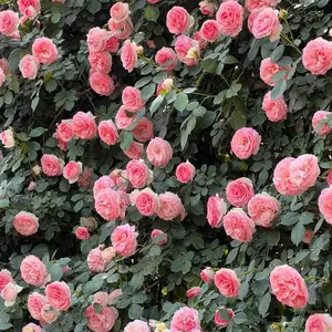 300pcs Pink Rose Seeds – Elegant Heirloom Blooms for Garden Lovers, High Germination Rate, Perfect for Pots, Borders, or Bouquets, Easy to Grow and Maintain, Ideal for Home Landscaping Beauty