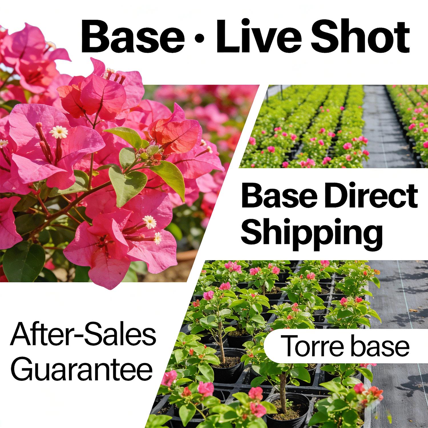 Bougainvillea Seedling for Outdoor Use | Home Gardening Flower Plant | Ideal for Patio Yard and Fence Planting