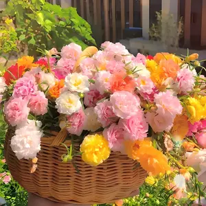 200 Rainbow Moss Rose Seeds, perfect for DIY gardens and outdoor pots, adding vibrant color to your garden projects.