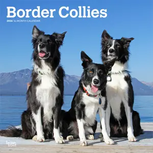 Border Collies | 2026 12 x 24 Inch (Hanging) Monthly Square Wall Calendar | Plastic-Free | BrownTrout | Animals Dog Breeds