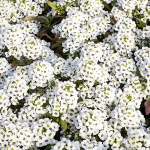 Perennial Sweet Alyssum Seeds – 5,000 White Lobularia Maritima Seeds for Ground Cover, Pollinator Gardens & Drought-Tolerant Landscaping