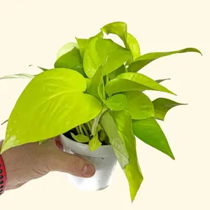4" Neon Pothos, Live Houseplant, Beginner Friendly Indoor Plant