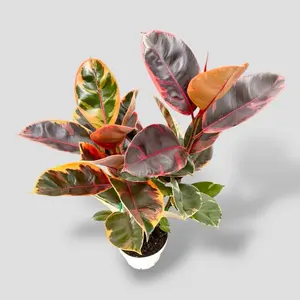 HUGE Ficus Ruby 6” - Colorful Low Maintenance House Plant - Not Pet Safe