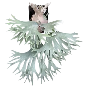 Platycerium Celso Tatsuta- Pick Your Plant
