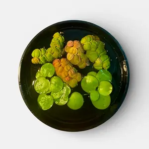 Frogbit + Red Root Floaters – Live Aquarium Floating Plants (4 Pack)