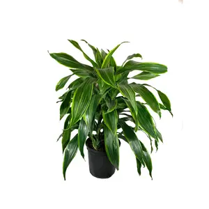 Dracaena Art Carmen - Live Plant in an 8 Inch Growers Pot - Dracaena Deremensis “Art Carmen” - Beautiful Indoor Air Purifying Houseplant