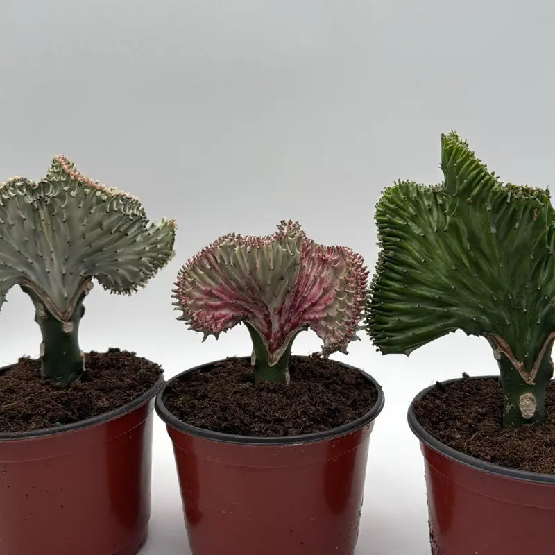 Mermaid Tail Cactus 6" pot Euphorbia lactea - Rare House Plant with Unique Leaves