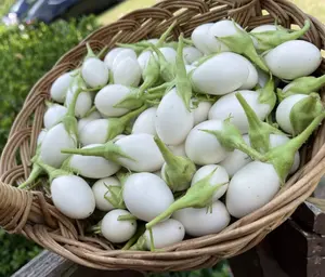 50+ Seeds Japanese Rare Heirloom Eggplant Kyoto Egg Seeds for Planting, Heirloom Eggplant Seeds for The Home Garden